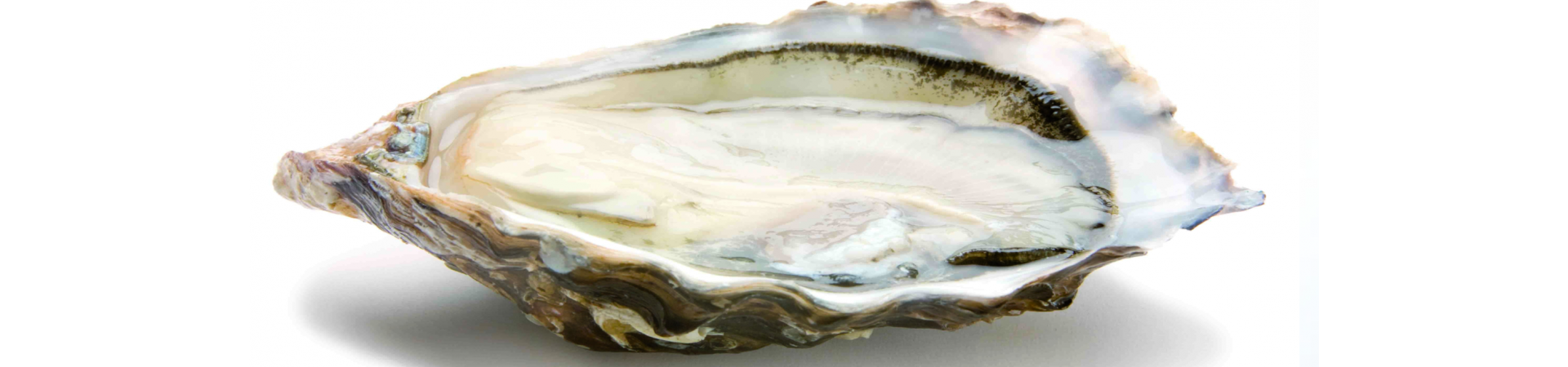 Oysters