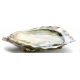 Ostras
