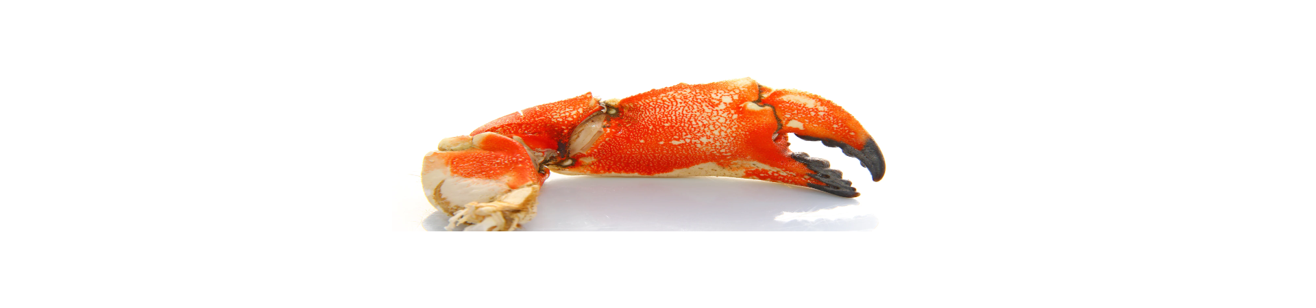 Crustacés